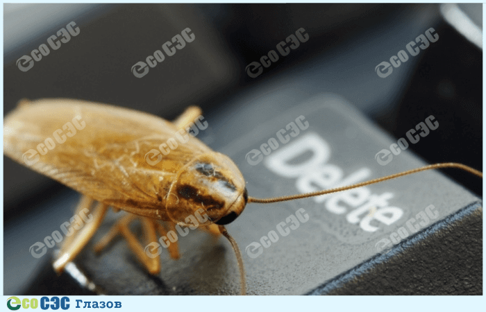 Фото-уничтожить тараканов